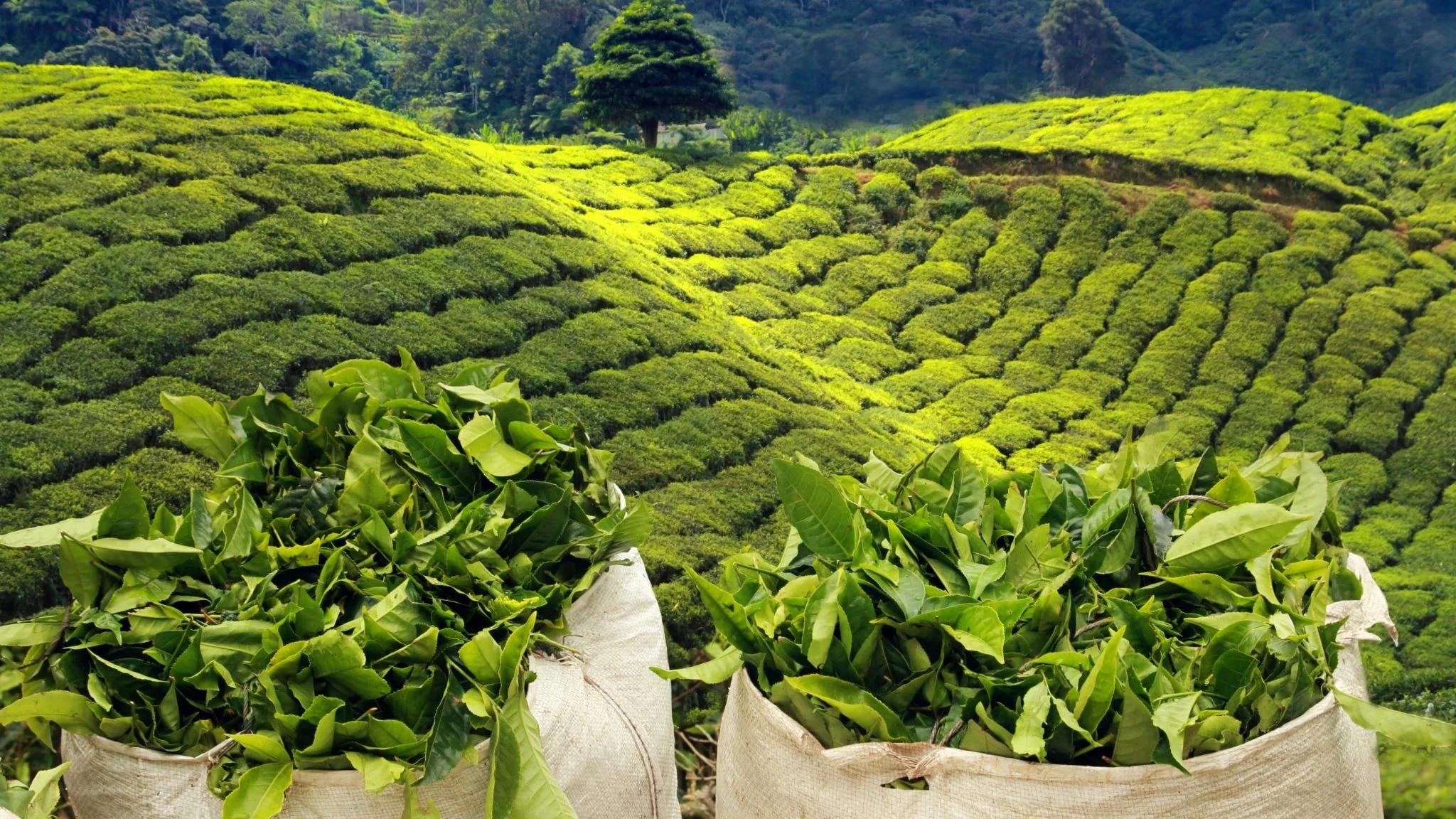 Assam Tour - Hotel 5