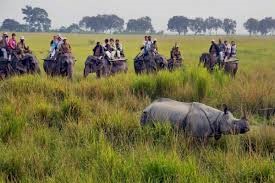 Kaziranga Safari Experience