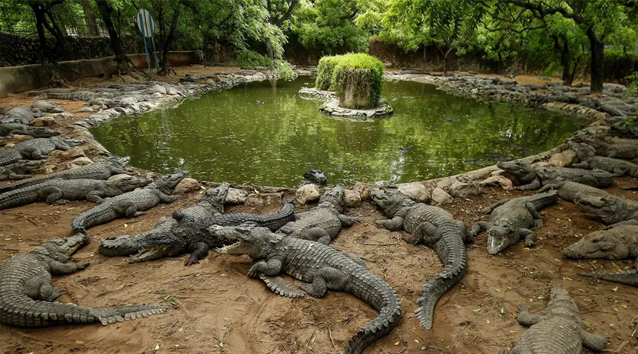 Crocodile Park & Gris Gris Beach