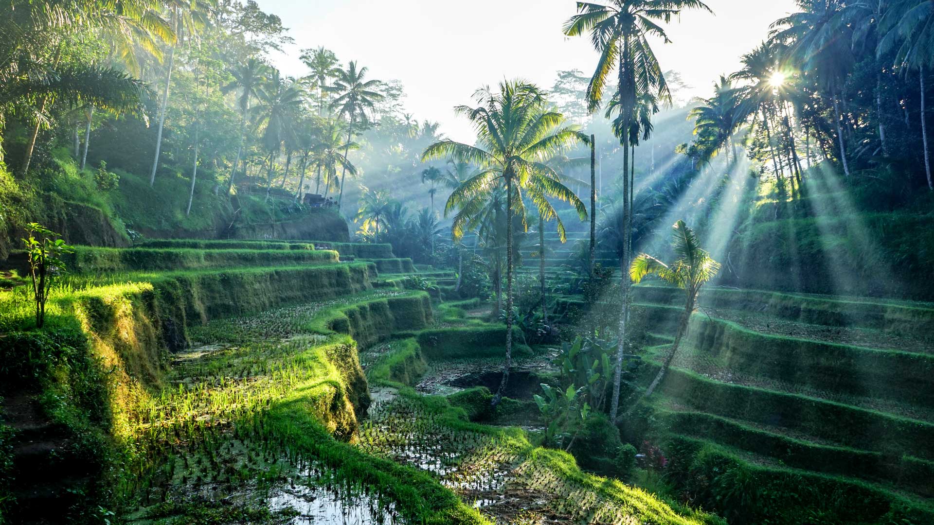 Ubud Sightseeing Tour