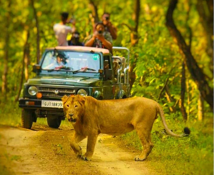 Ahmedabad – Gir National Park